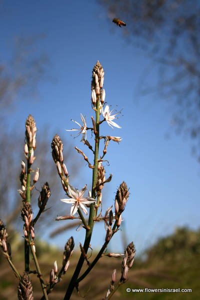 Flowers of Israel